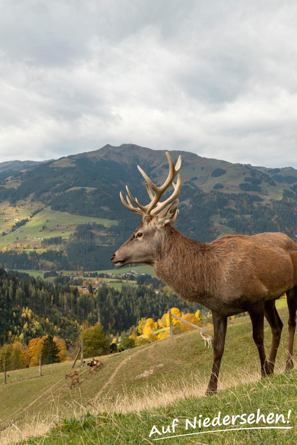 Ferienwohnung Auf Niedersehen - 8 Personen - Kitzbuehler Alpen - Hoehe Tauern Np Hollersbach im Pinzgau Eksteriør billede